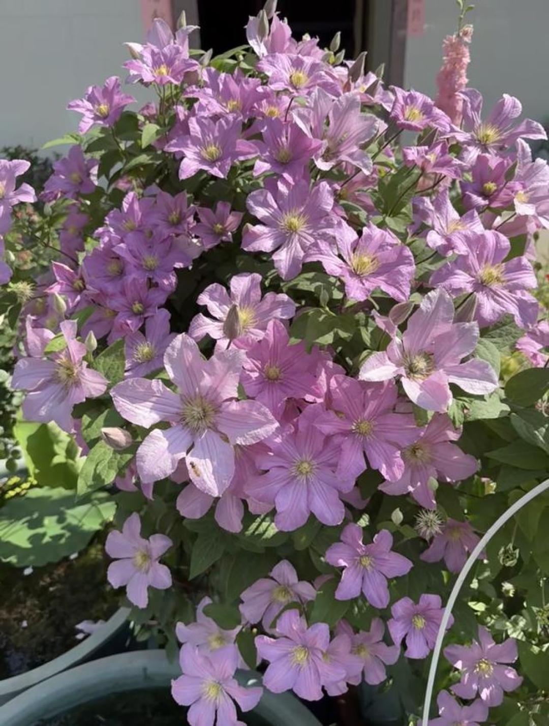 有种挑不出缺点的花,耐热耐寒,花期长、花量大,却混成“冷门”