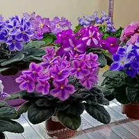 最适合室内养的花，首选非洲堇#真实生活分享官 #花卉绿植 #家庭养花 #养花 #耐阴花卉