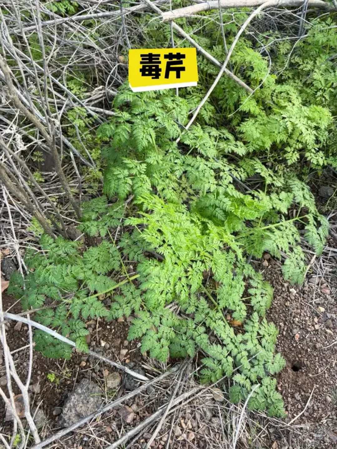 湾区徒步保命指南💀碰即凉版