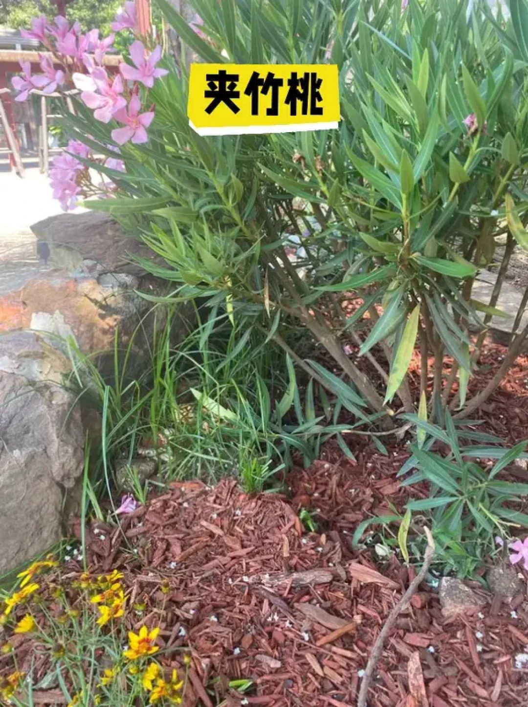 湾区徒步保命指南💀碰即凉版