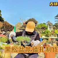 用普通的黑松盆景素材制作一盆临水式盆景