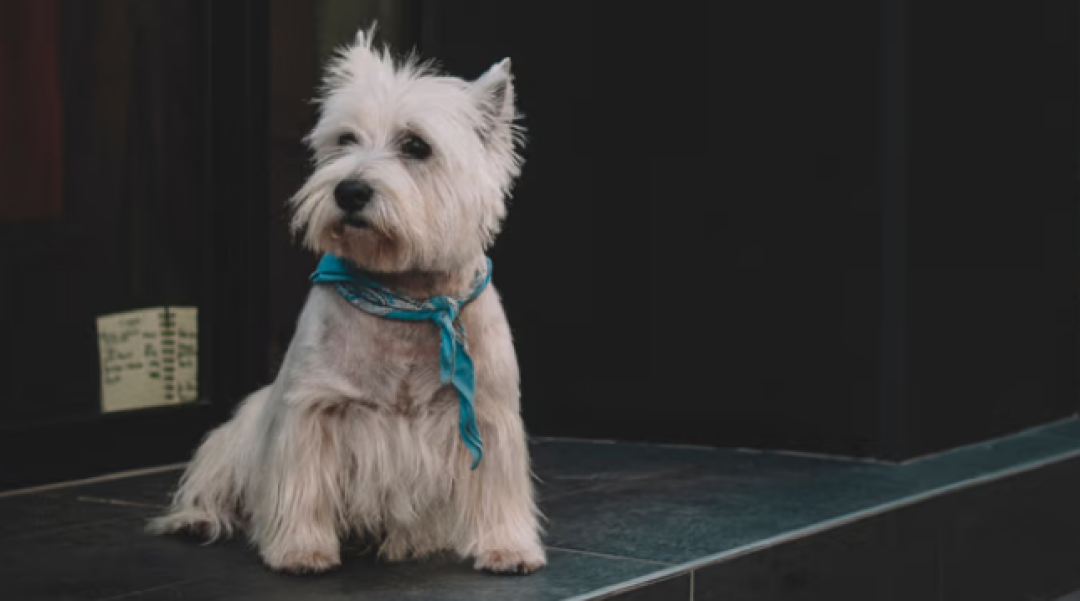微百科|世界上 10 种寿命最长的犬种