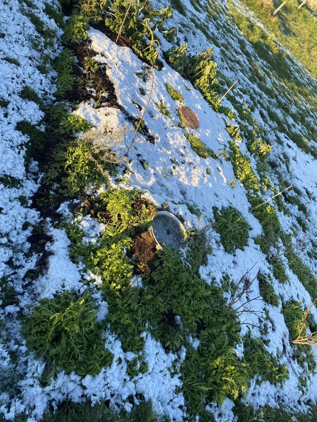 一月种菜小记 打算种点粉色土豆