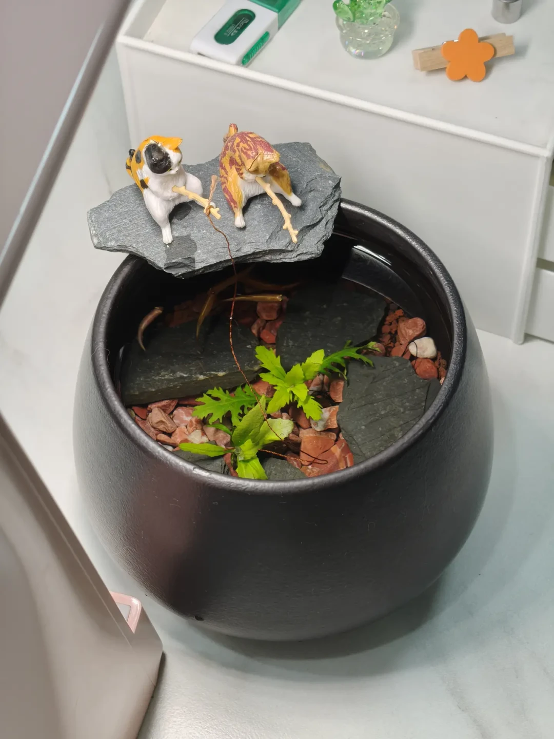全网最小古法鱼缸造景教程来啦🐟