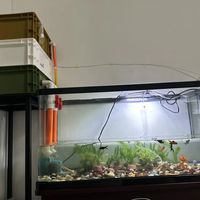 三层过滤箱已安排，水变清澈了