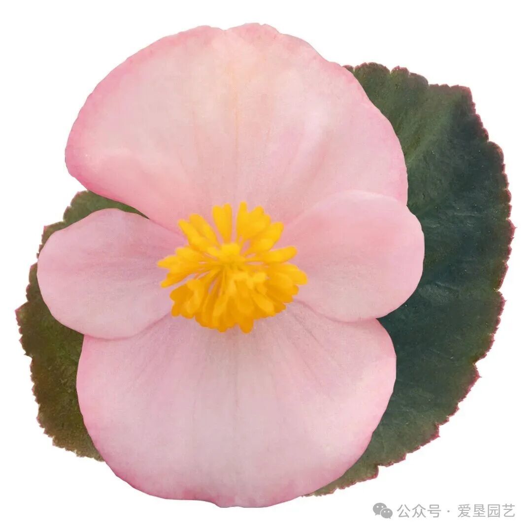 秋海棠品种荟萃(一)