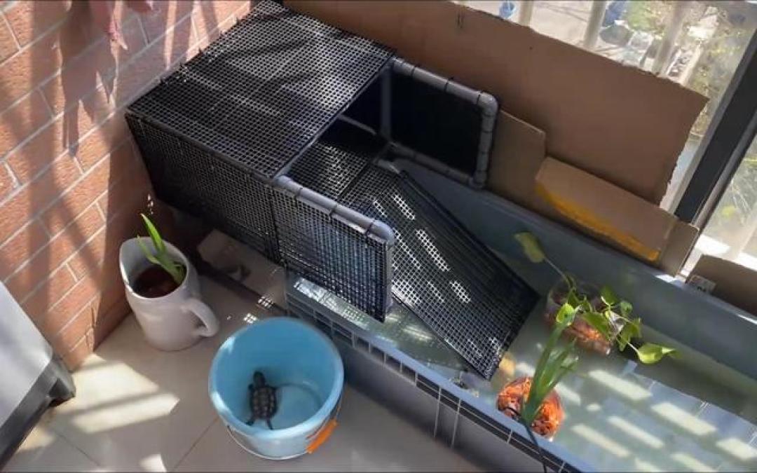 养龟新手入门指南：从选龟到养护，避开90%的坑，让你的龟活十年