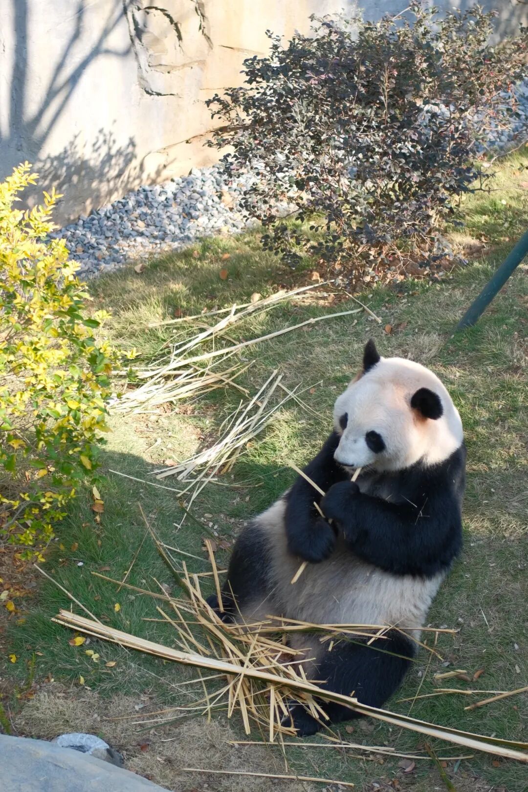 欢迎来到熊猫的家!保姆级攻略请收好!