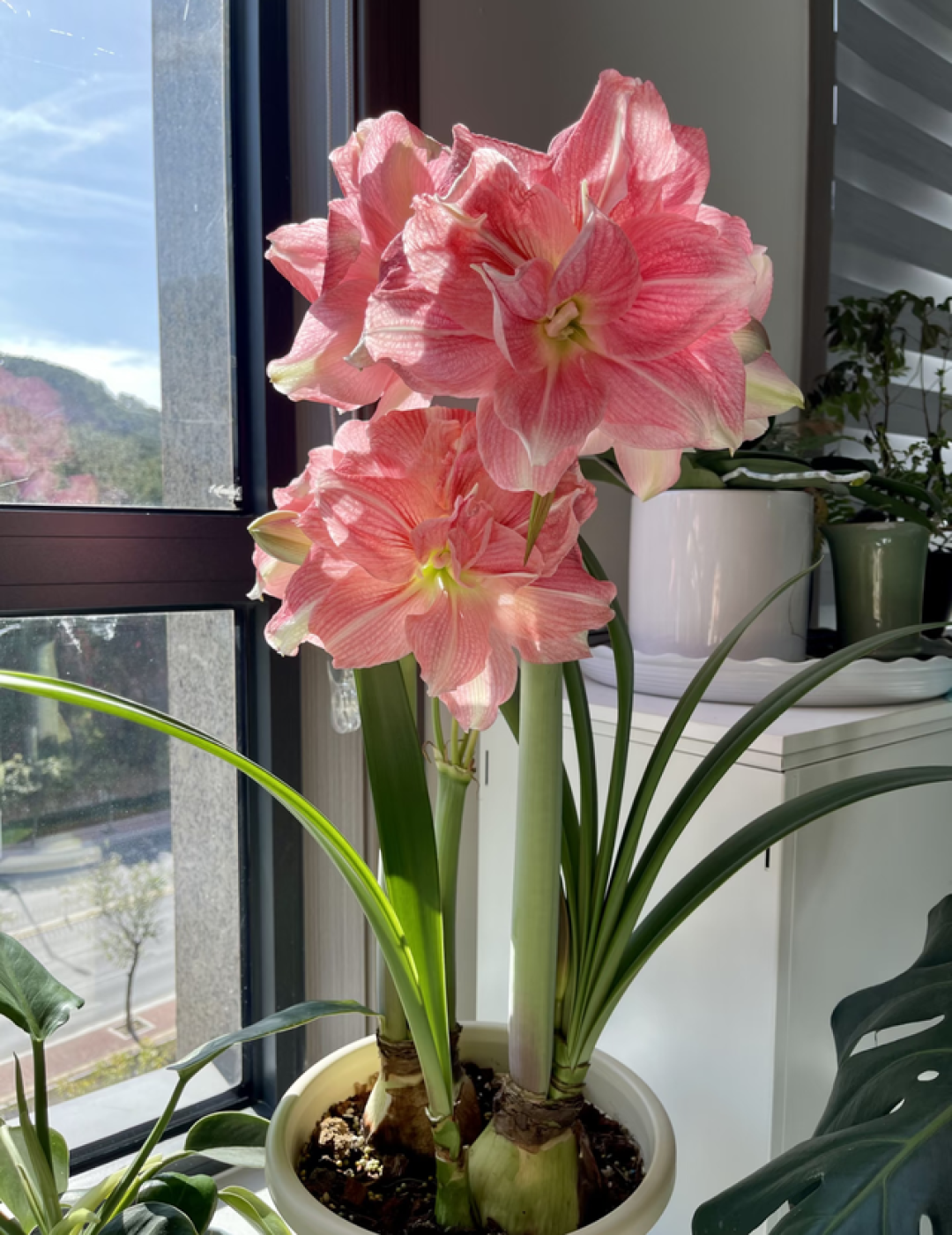 养花10年,我发现这9种花是最适合室内养的