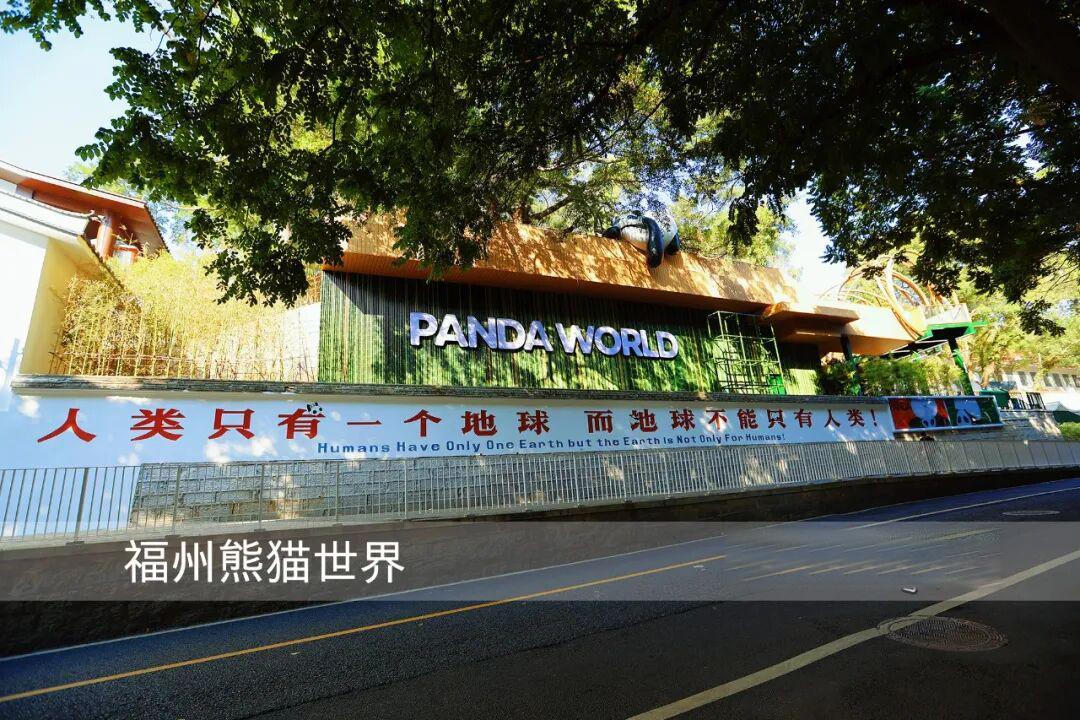 福州熊猫世界怎么玩‼️看这份宝藏级攻略就够了!春节寒假来福州过年看巴斯和青青的接班熊猫【五福国宝天团】呀物美