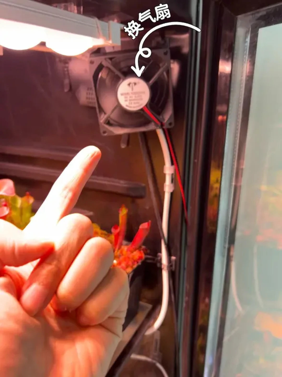 食虫植物缸分享🌳（高地热植）
