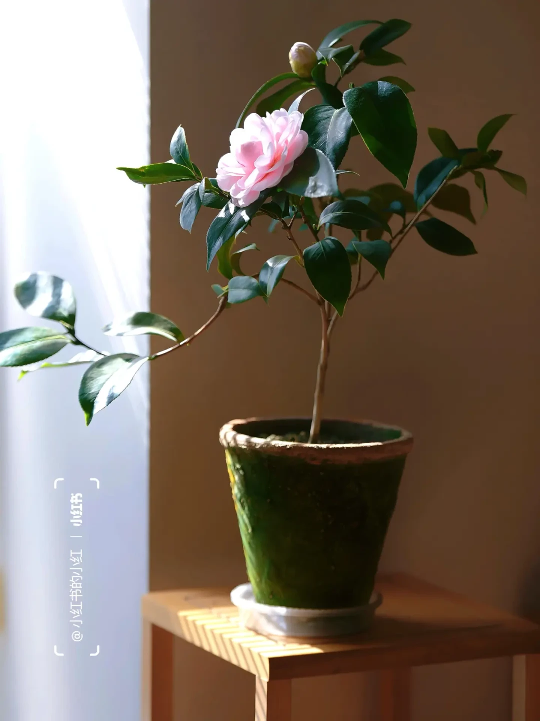 粉色娇嫩,我的山茶花乔伊小仙女如今三岁啦!