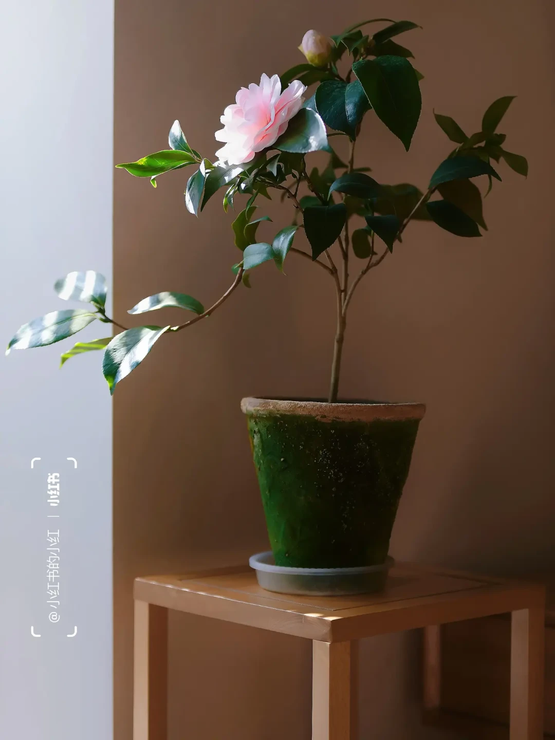 粉色娇嫩,我的山茶花乔伊小仙女如今三岁啦!