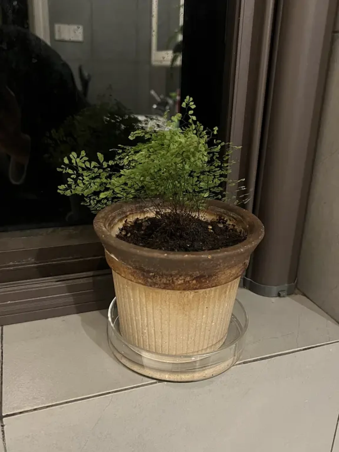铁线蕨重启后状态满分!养护经验分享