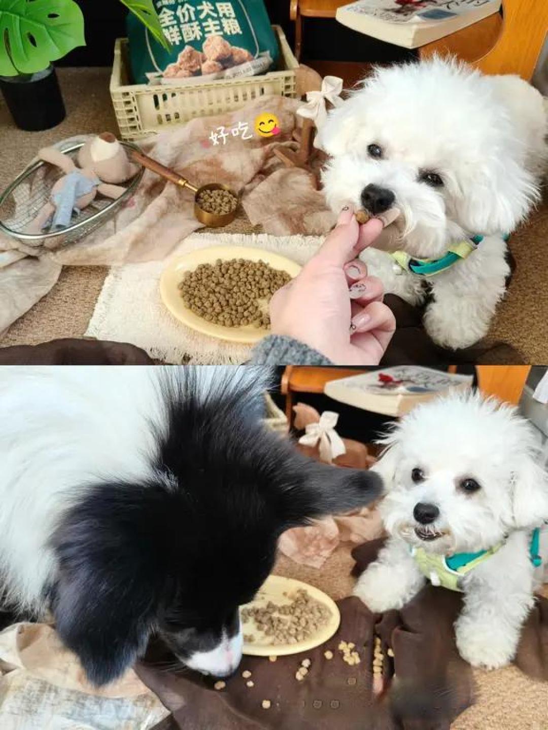 share.|玻璃胃小狗狗粮指南🧭