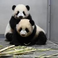日本送别最后两只大熊猫，告别半个世纪的“熊猫时代”