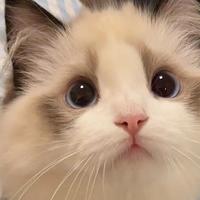 2026 猫粮选什么品牌？2026年优质猫粮品牌全推荐