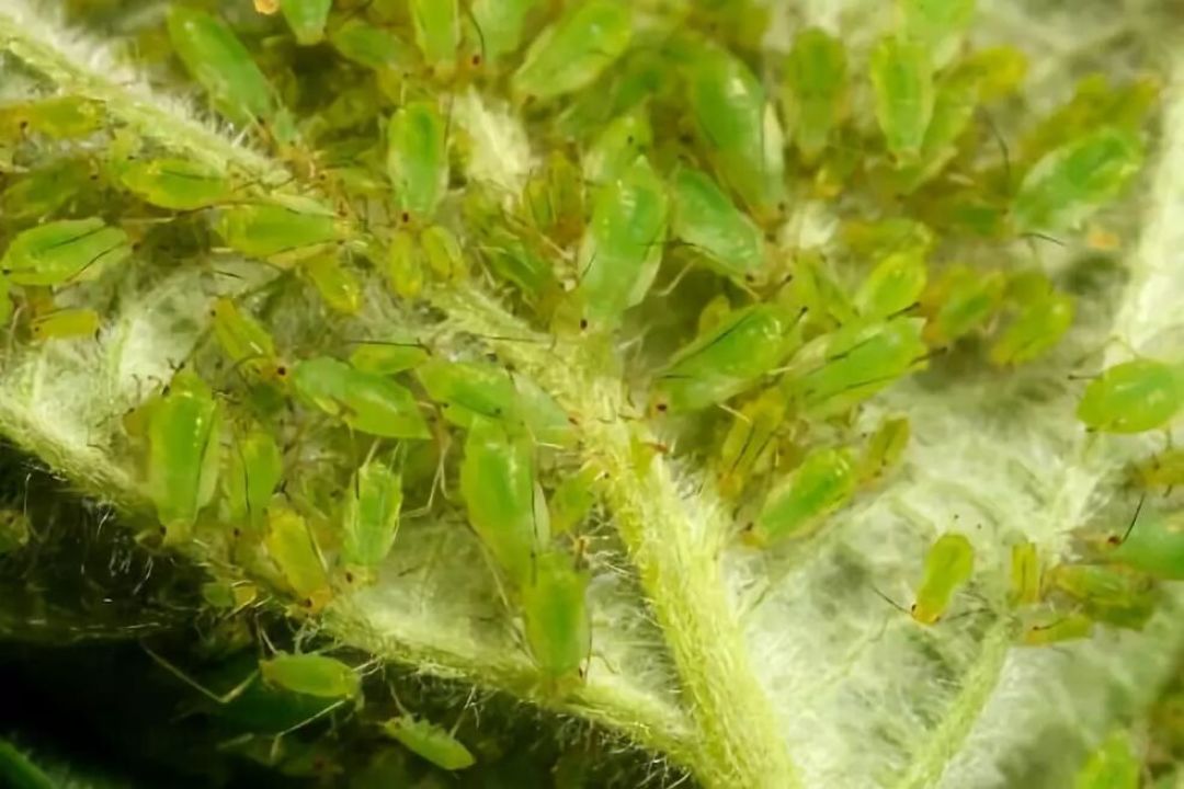 洗衣粉竟能杀这4大害虫！