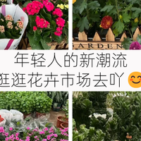 去花卉市场买花，别只盯着蝴蝶兰，这4种好看而且寓意好！