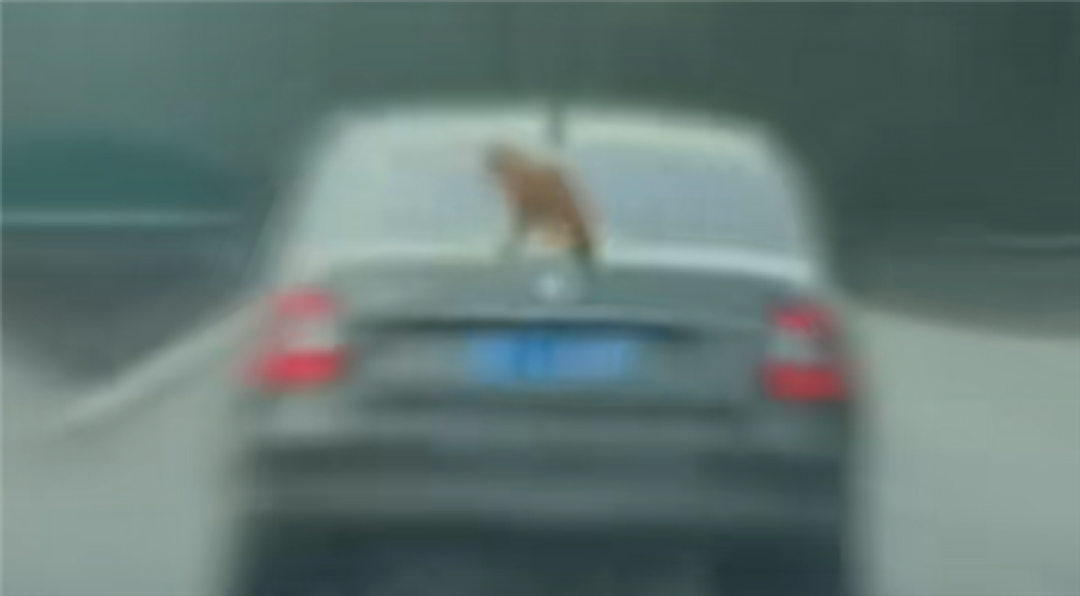 汽车高速上100km/h飞驰:后备箱上竟趴了只猫!交警:属实