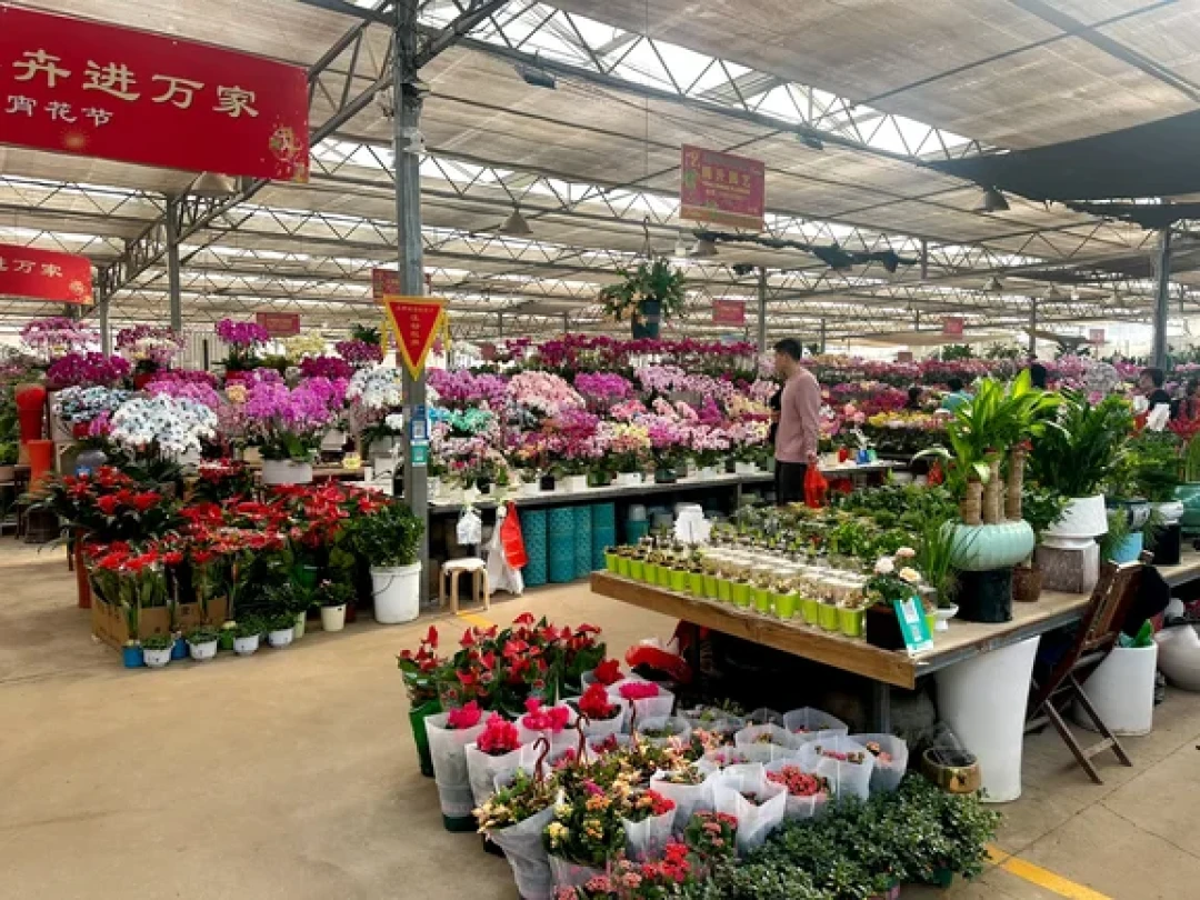 青岛宝藏花市｜枯桃花卉交易中心🌸💐 🌷