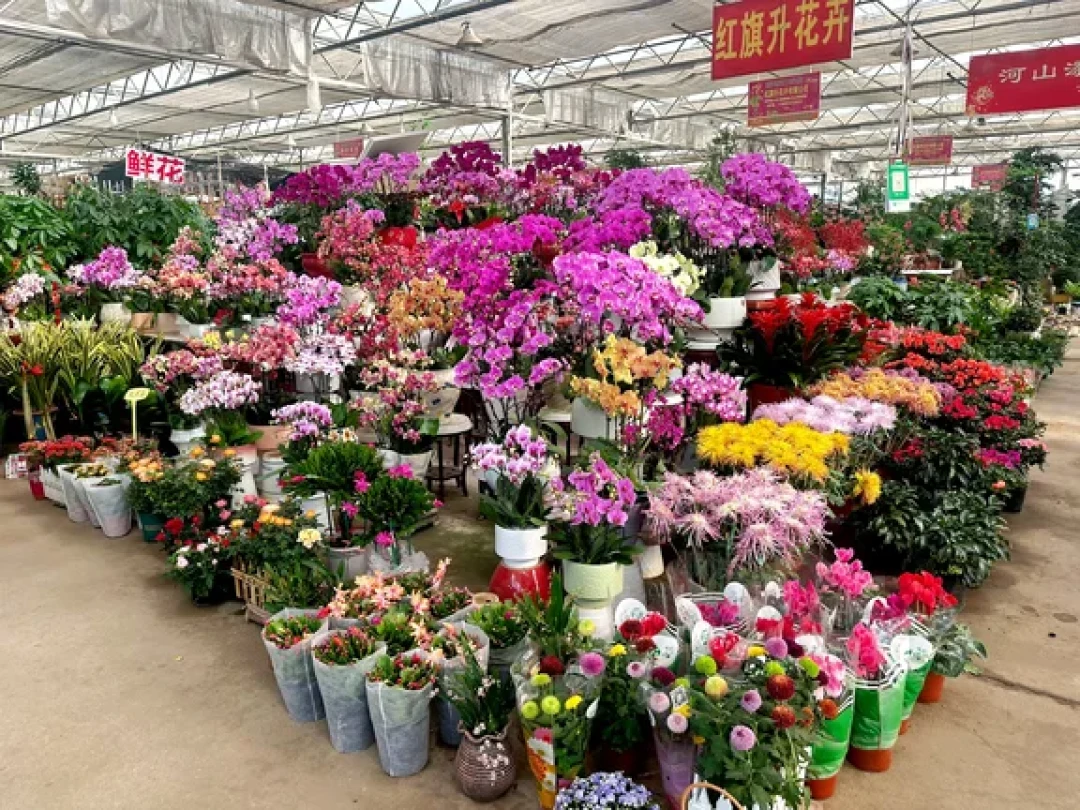 青岛宝藏花市｜枯桃花卉交易中心🌸💐 🌷