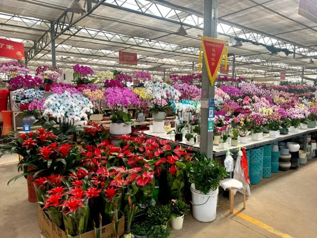 青岛宝藏花市｜枯桃花卉交易中心🌸💐 🌷