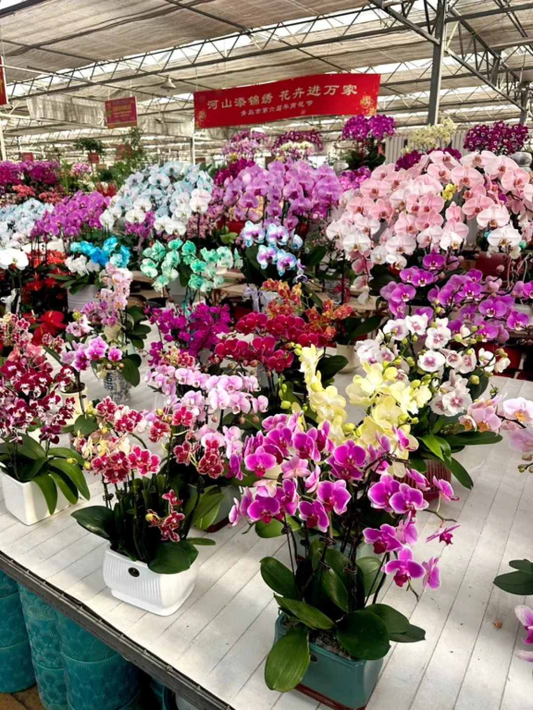 青岛宝藏花市｜枯桃花卉交易中心🌸💐 🌷