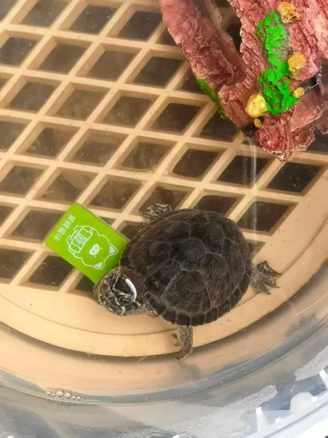 水龟低预算入门攻略✅