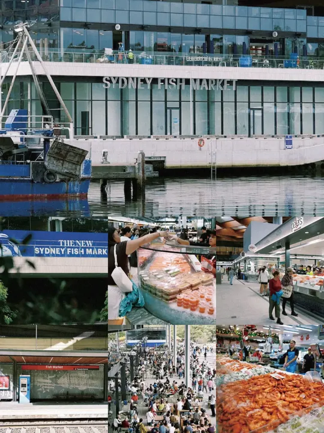 新悉尼鱼市你所要了解的都在这里了