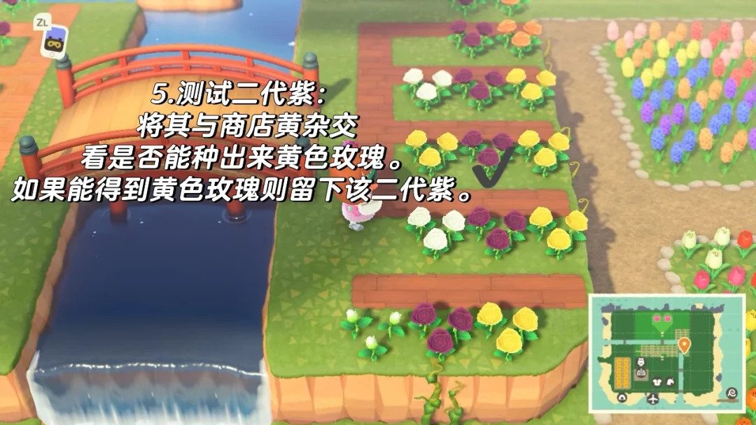重生之我在动森杂交异色花 蓝玫瑰