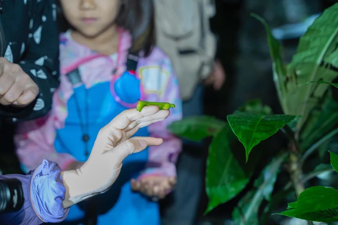 1月-2月来西双版纳基诺山雨林徒步,一定要看看这40余条路线的特点及装备建议【附详细小众亲子路线推荐】