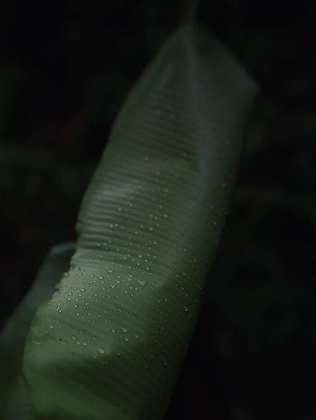 1月-2月来西双版纳基诺山雨林徒步,一定要看看这40余条路线的特点及装备建议【附详细小众亲子路线推荐】