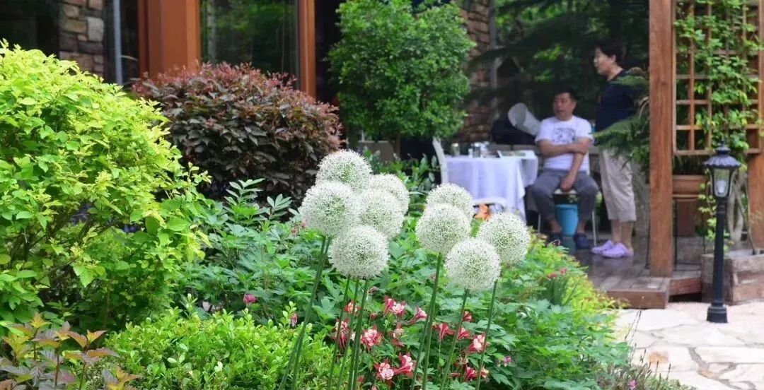 总感觉庭院里的植物乱糟糟的没有“型”，可能是养护与配置不到位，收藏这篇文章，或许会对你有所帮助~