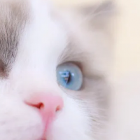 2026年度主食冻干猫粮榜单：基于营养标准的分年龄适配推荐