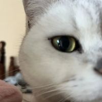 猫咪只有你在的时候才吃猫粮是为什么