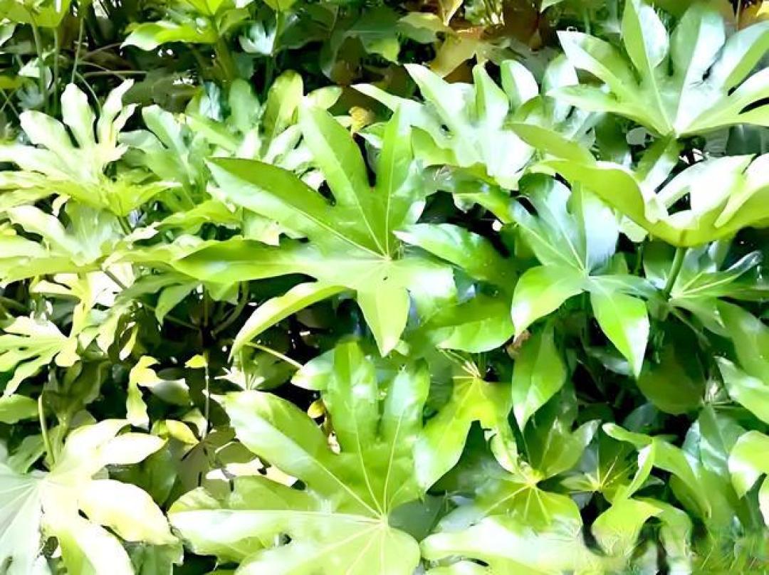 庭院十大经典观叶植物,叶色斑斓蕴四季诗意
