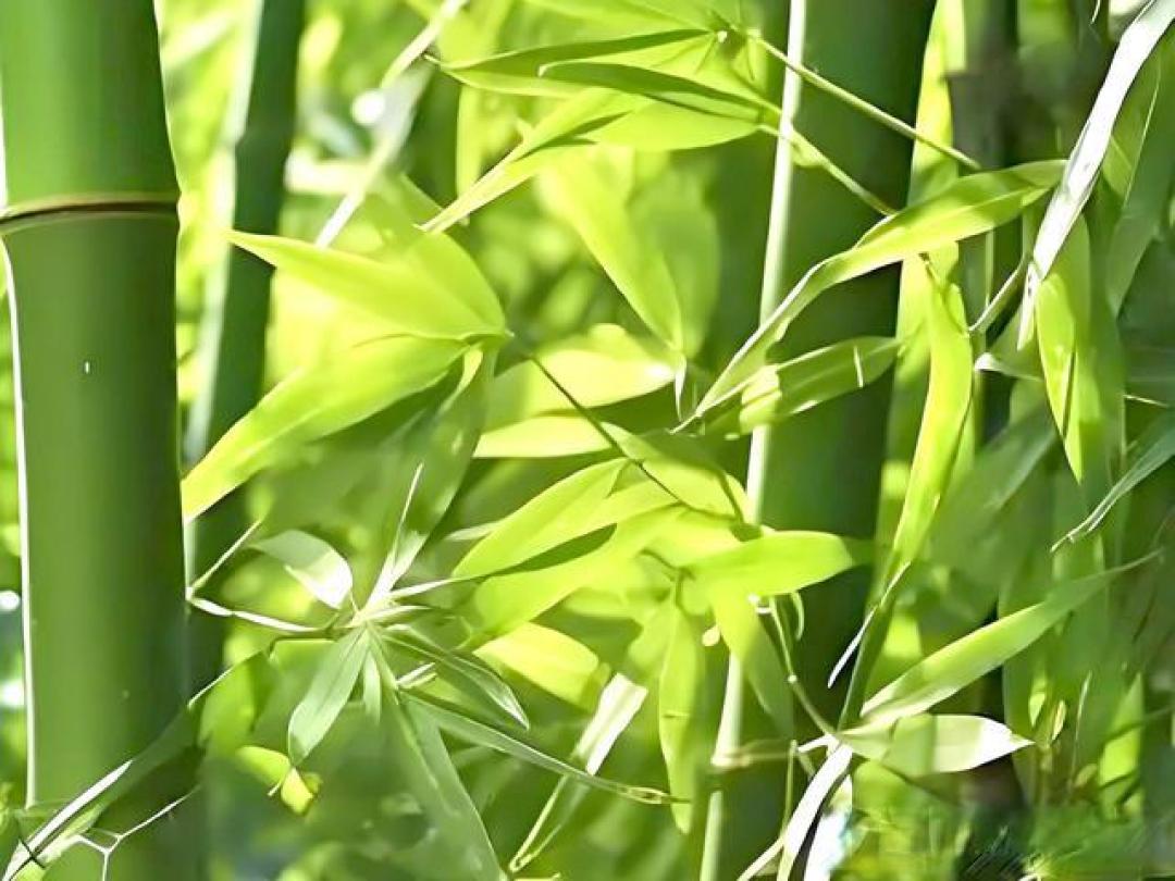 庭院十大经典观叶植物,叶色斑斓蕴四季诗意