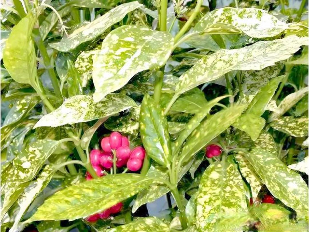 庭院十大经典观叶植物,叶色斑斓蕴四季诗意