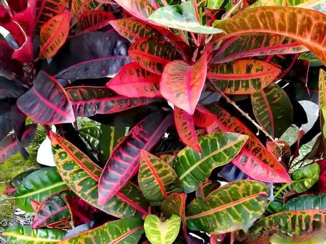 庭院十大经典观叶植物,叶色斑斓蕴四季诗意