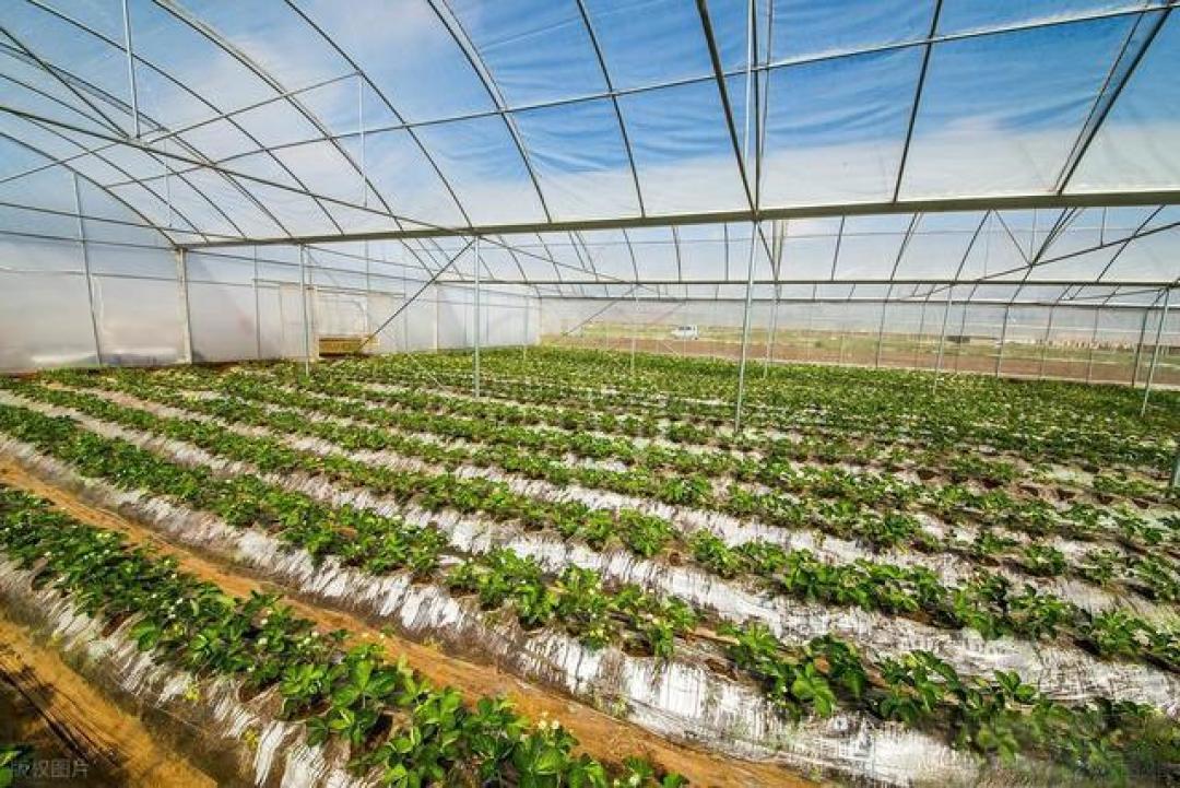 草莓连茬种植攻略：土壤消毒+水肥管理+病虫害防控，轻松高产稳产