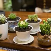重庆一37岁太太,因“茶壶养多肉”走红,网友:好治愈,好想拥有