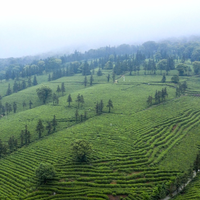 庐山云雾茶：隐于云海的“泼辣”仙茗，何以独步绿茶江湖？