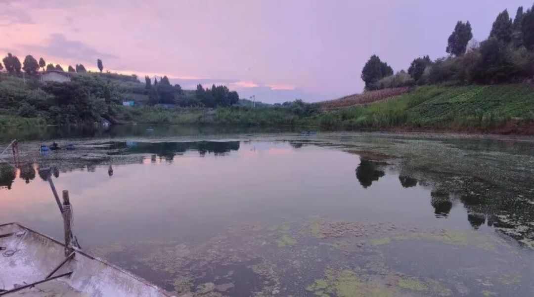 爽水油膜净 | 去除油膜 净化水质 分解有机物
