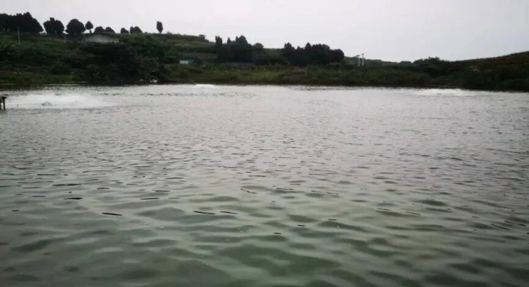 爽水油膜净 | 去除油膜 净化水质 分解有机物