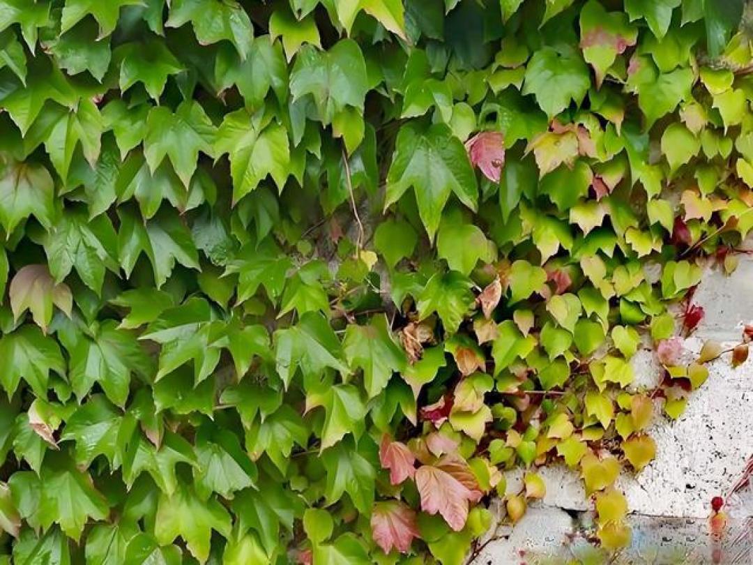 中国庭院十大经典藤本植物,攀援向上皆有深意
