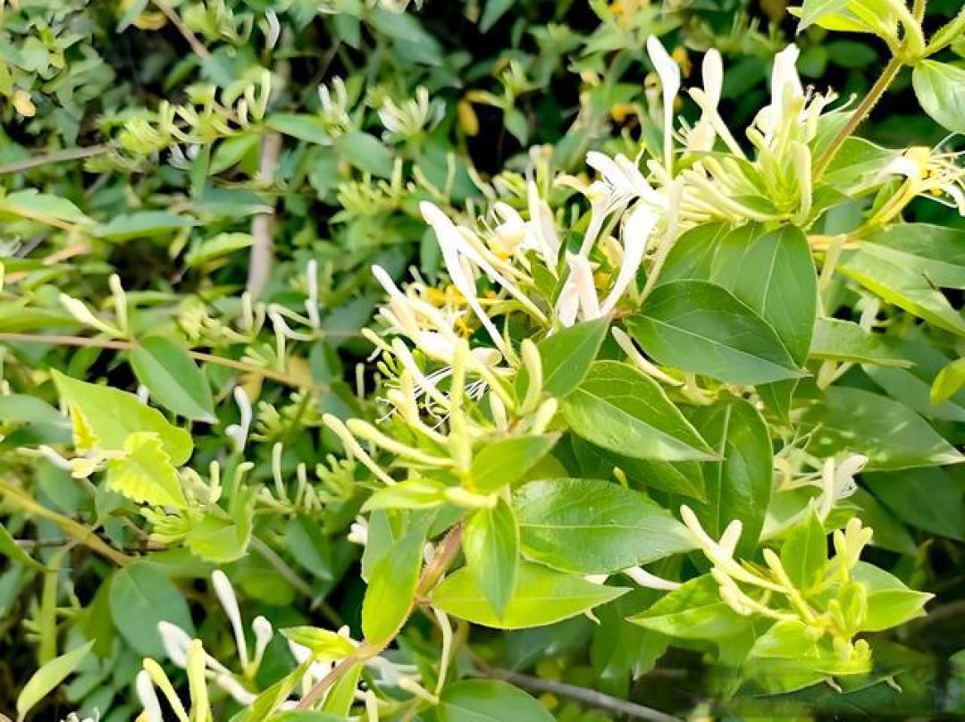 中国庭院十大经典藤本植物,攀援向上皆有深意