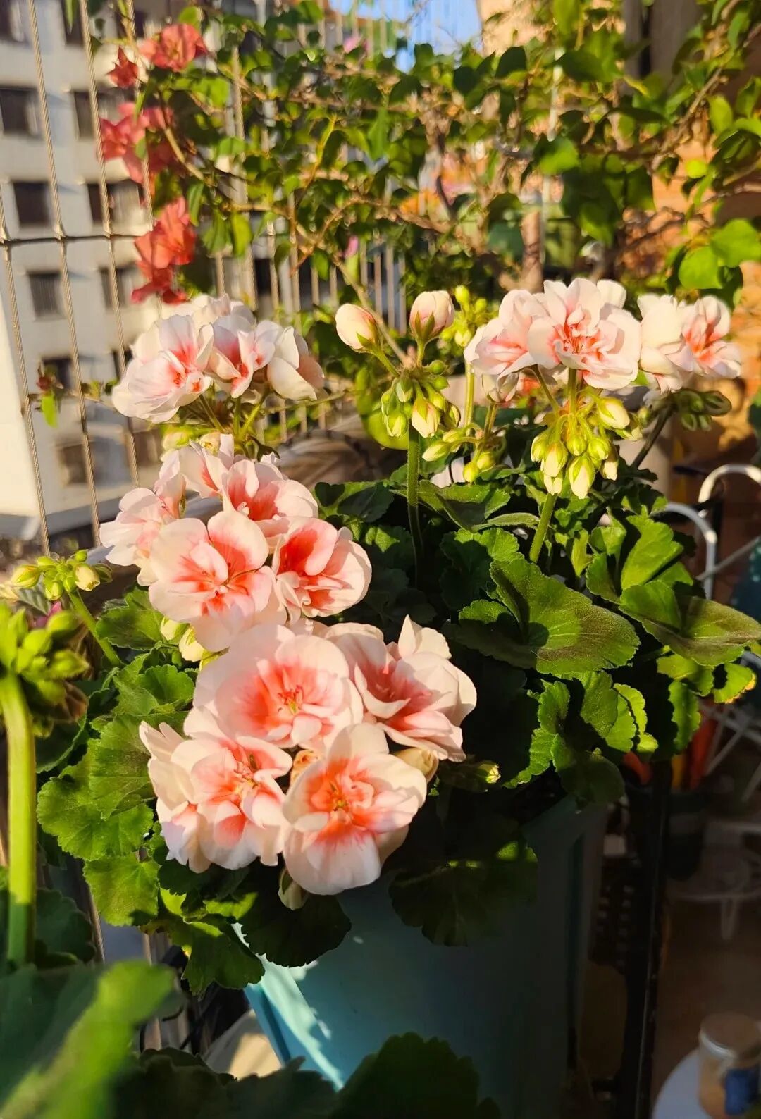 经典永不过时，颜值出众，四季开花，年宵花的佳选
