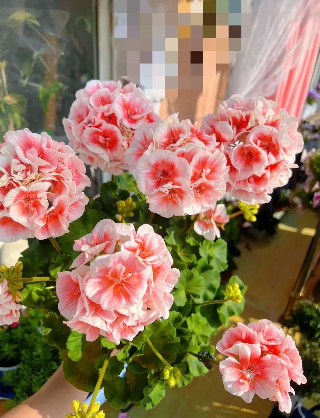 经典永不过时，颜值出众，四季开花，年宵花的佳选