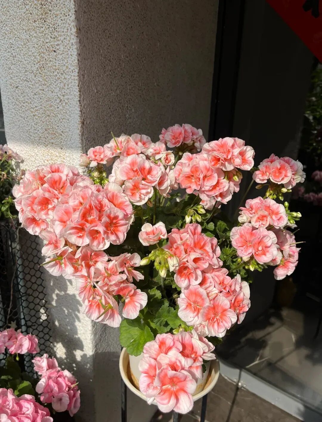 经典永不过时，颜值出众，四季开花，年宵花的佳选
